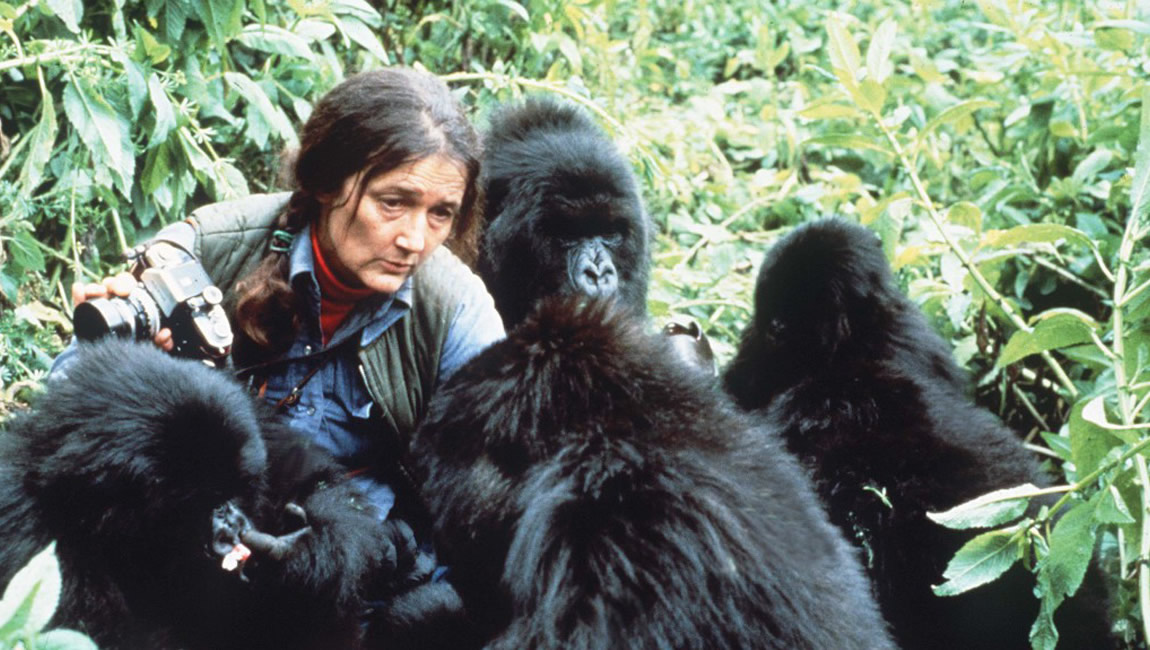 Дайан фосси биография. Дайан фосси. Сигурни уивер гориллы в тумане. Дайан фосси гориллы. Dian fossey loved animals текст.